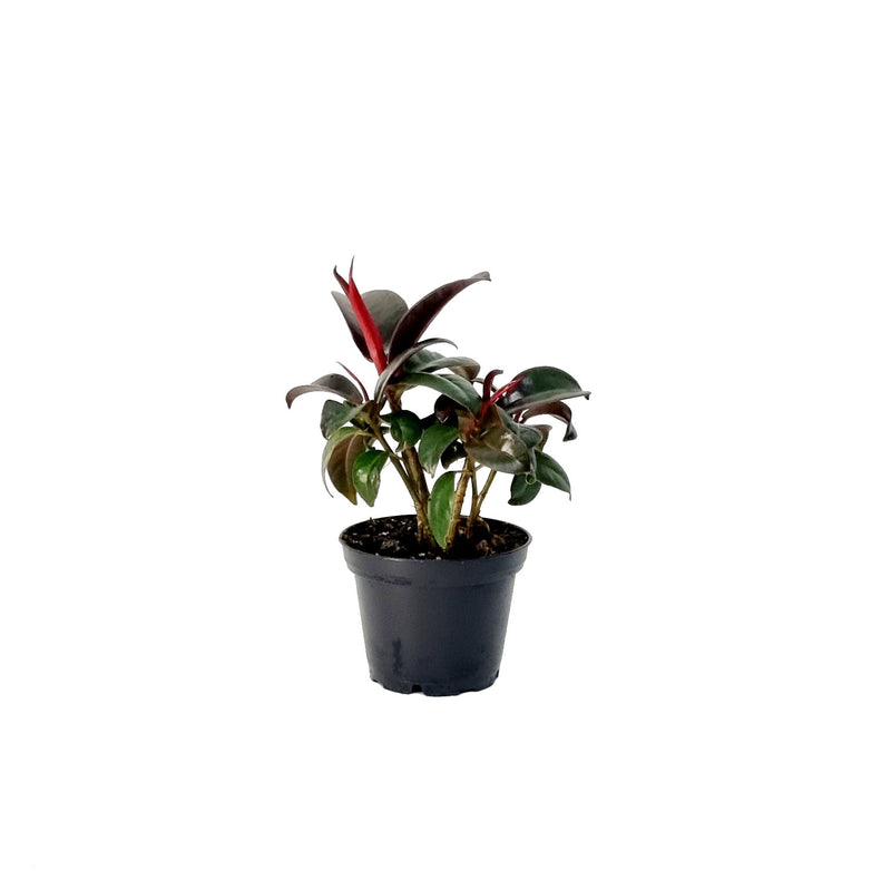 Ficus Elastica - 70mm