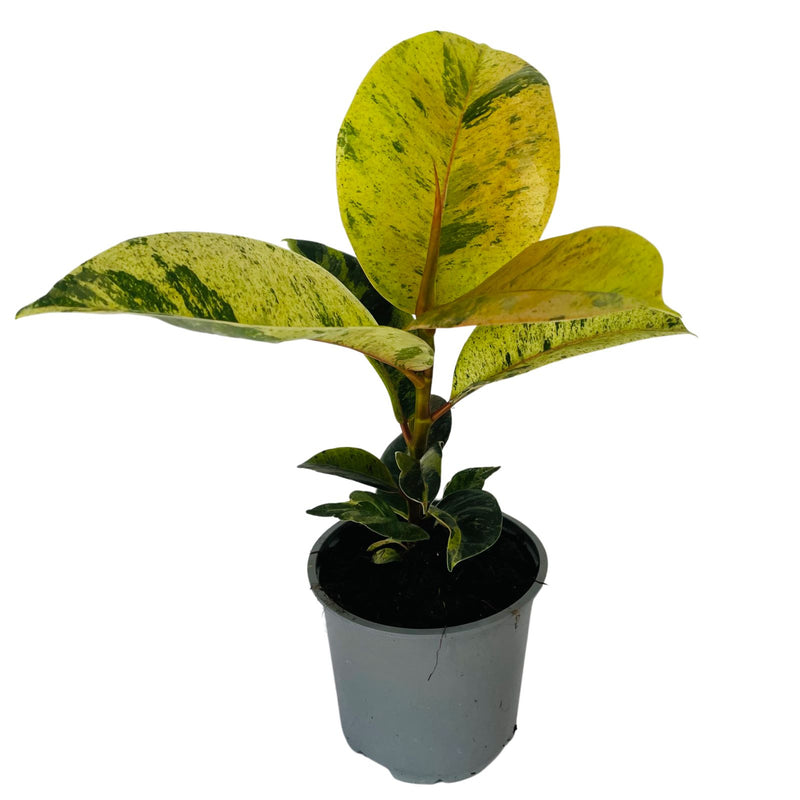 Ficus Elastica Shivereana- 120mm