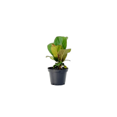 Ficus Lyrata Bambino - 70mm