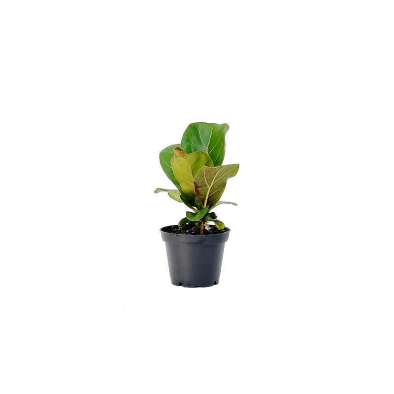Ficus Lyrata Bambino - 70mm