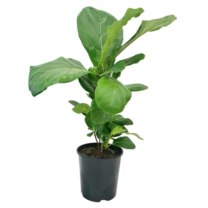 Ficus Lyrata - 150mm