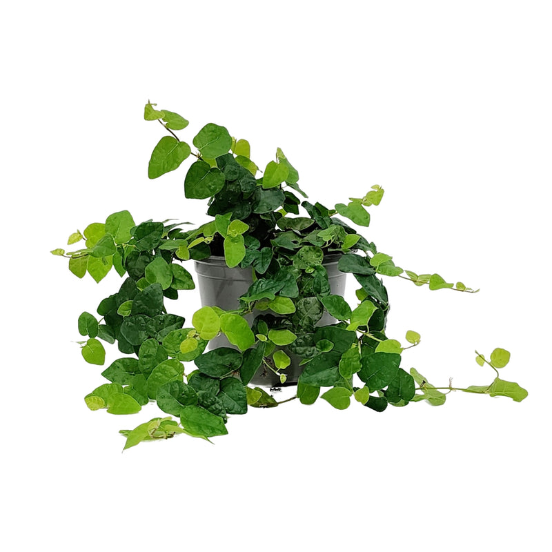 Ficus Pumila - 120mm