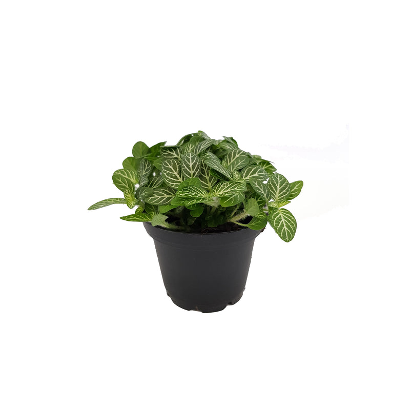 Fittonia - 70mm