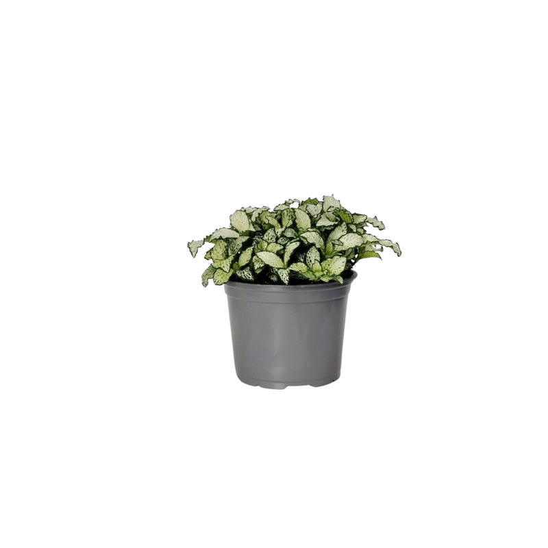Fittonia - 120mm