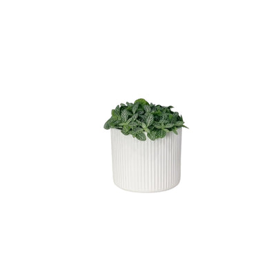 Fittonia - 120mm
