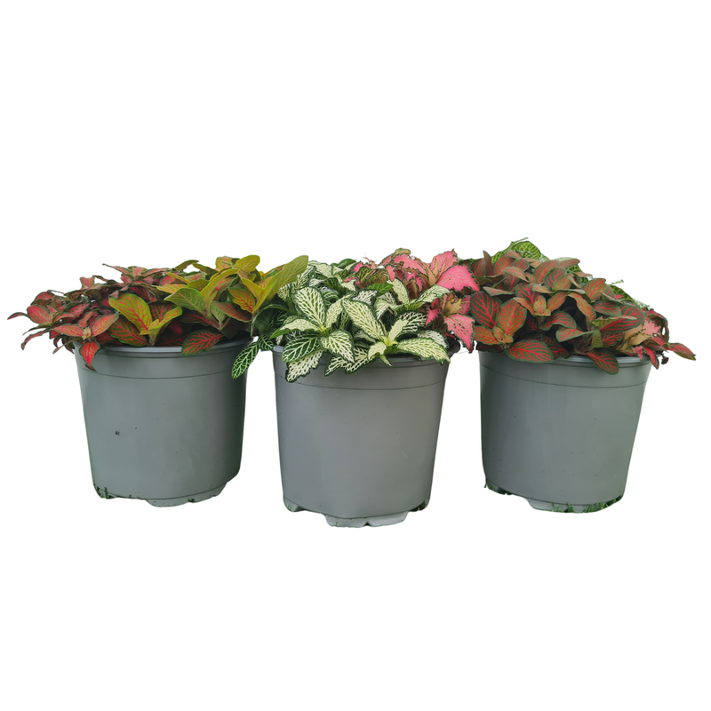 Fittonia Triple Treat - 120mm