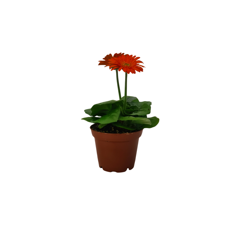Gerbera Brights - 70mm