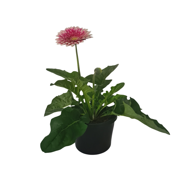 Gerbera - 200mm