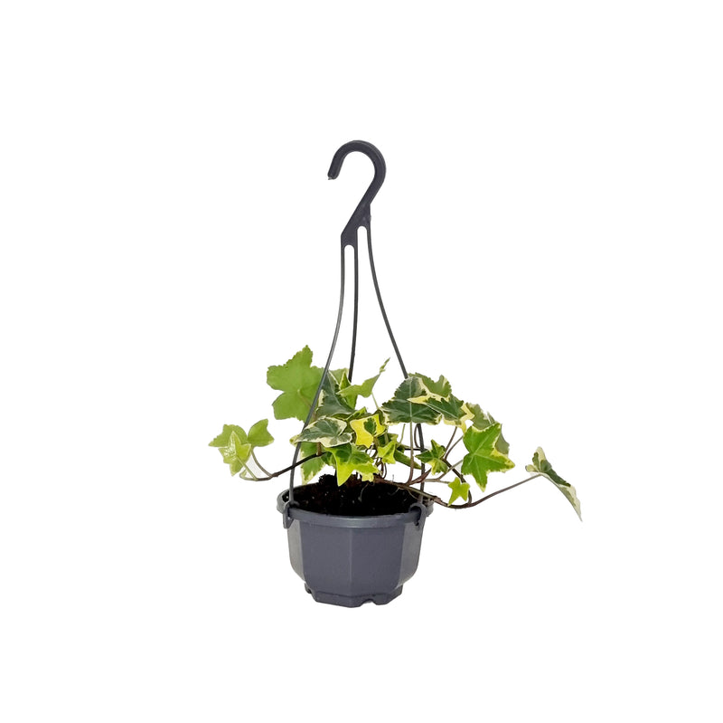 Hedera - 90mm Hanging