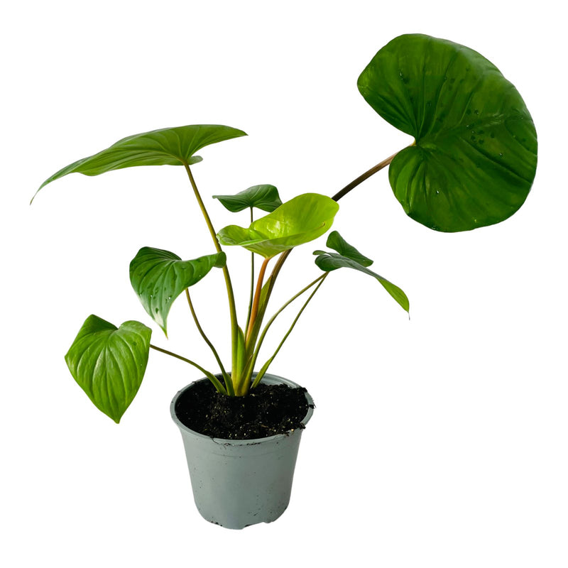 Homalomena Variety (Rubescens) - 150mm