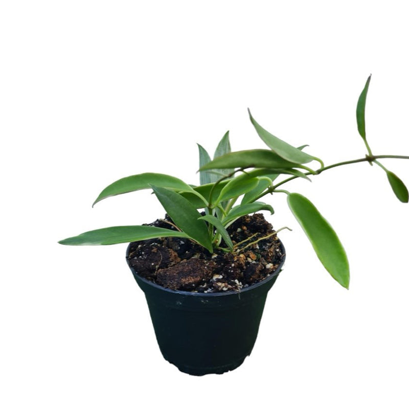 Hoya - 70mm