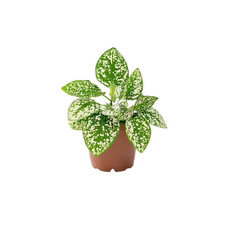Hypoestes - 70mm