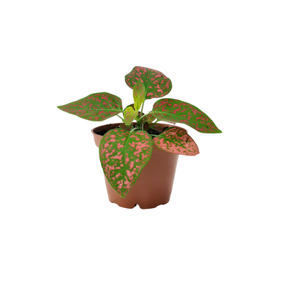 Hypoestes - 70mm
