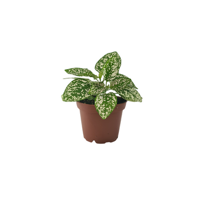 Hypoestes - 70mm