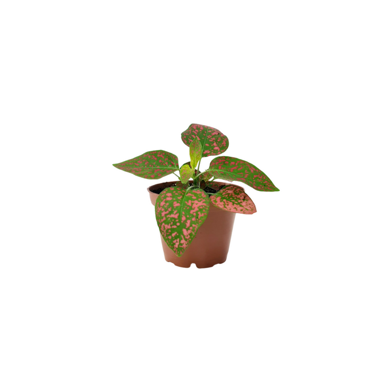 Hypoestes - 70mm