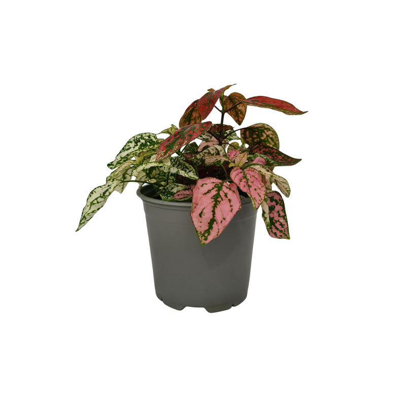 Hypoestes Triple Treat - 120mm