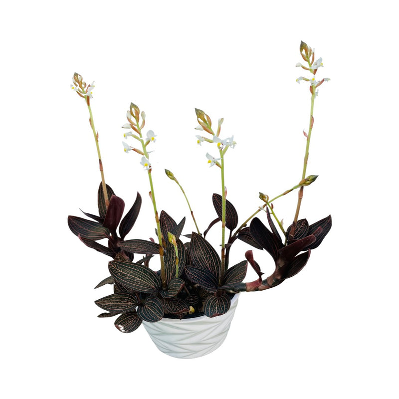 Jewel Orchid Multi Bowl - 170mm