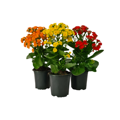 Kalanchoe - 105mm