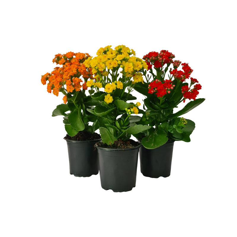 Kalanchoe - 105mm