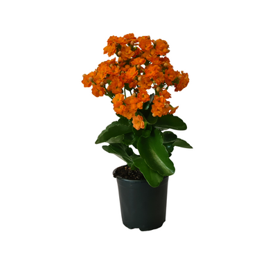 Kalanchoe - 105mm