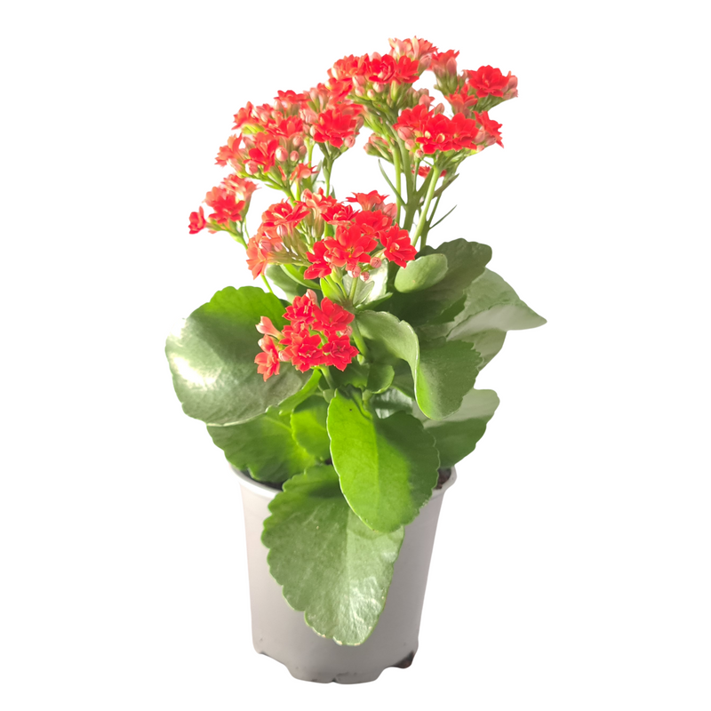 Kalanchoe Rosalina Brights - 120mm