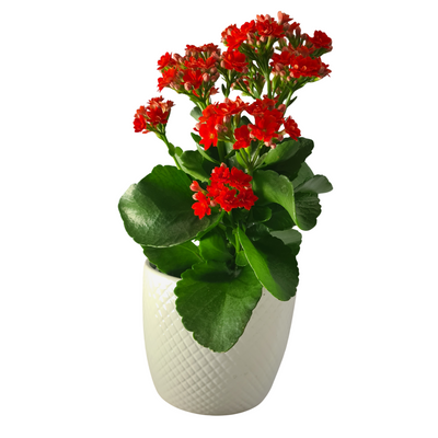 Kalanchoe Rosalina Brights - 120mm