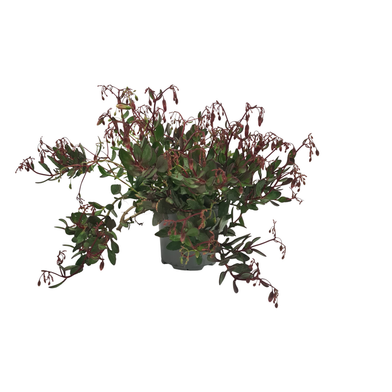 Kalanchoe Freedom Bells - 120mm