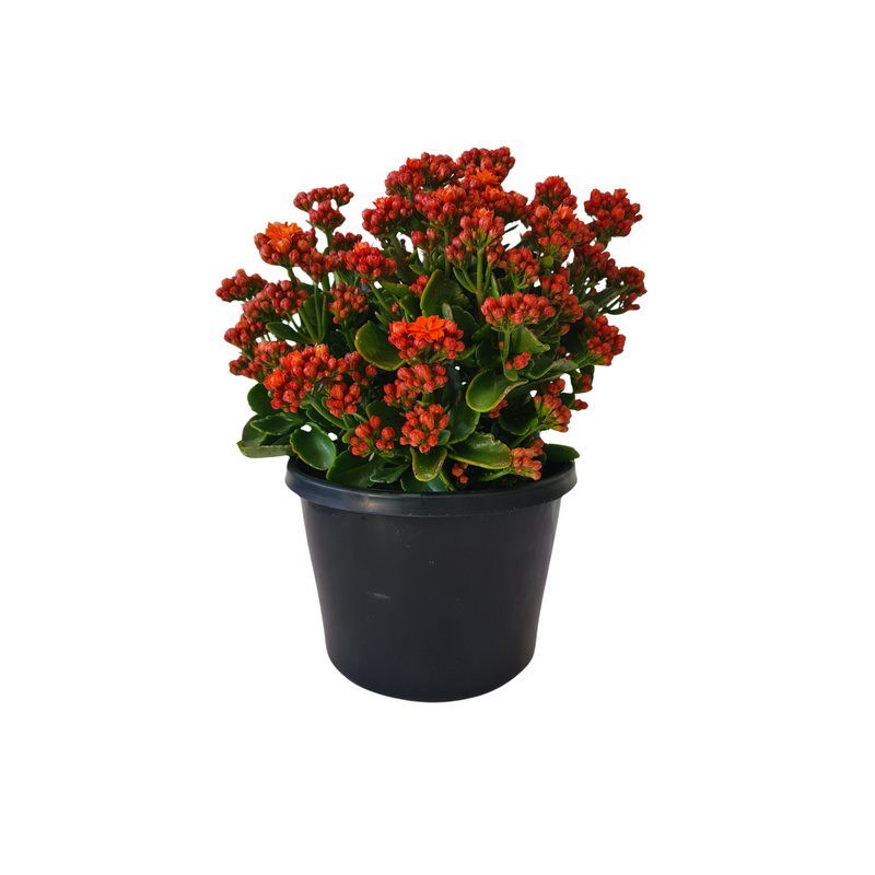 Kalanchoe Rosalina - 200mm