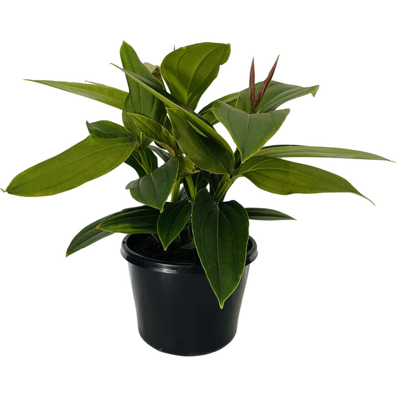 Medinilla Magnifica - 200mm