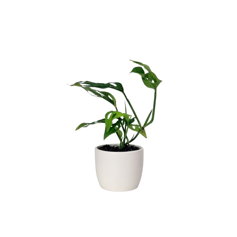 Monstera Adansonii - 90mm