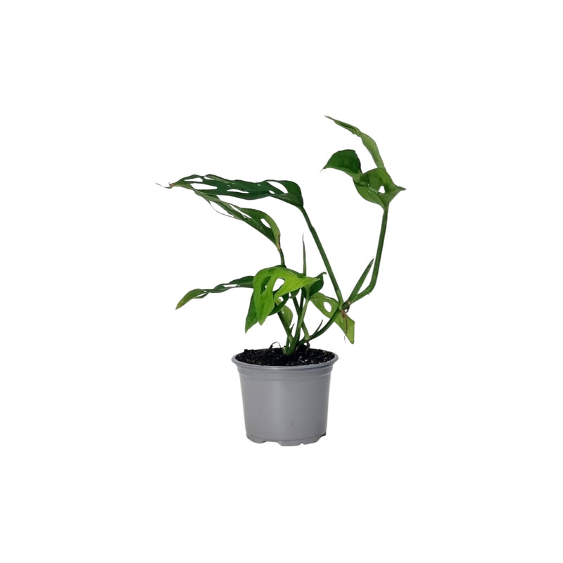 Monstera Adansonii - 90mm