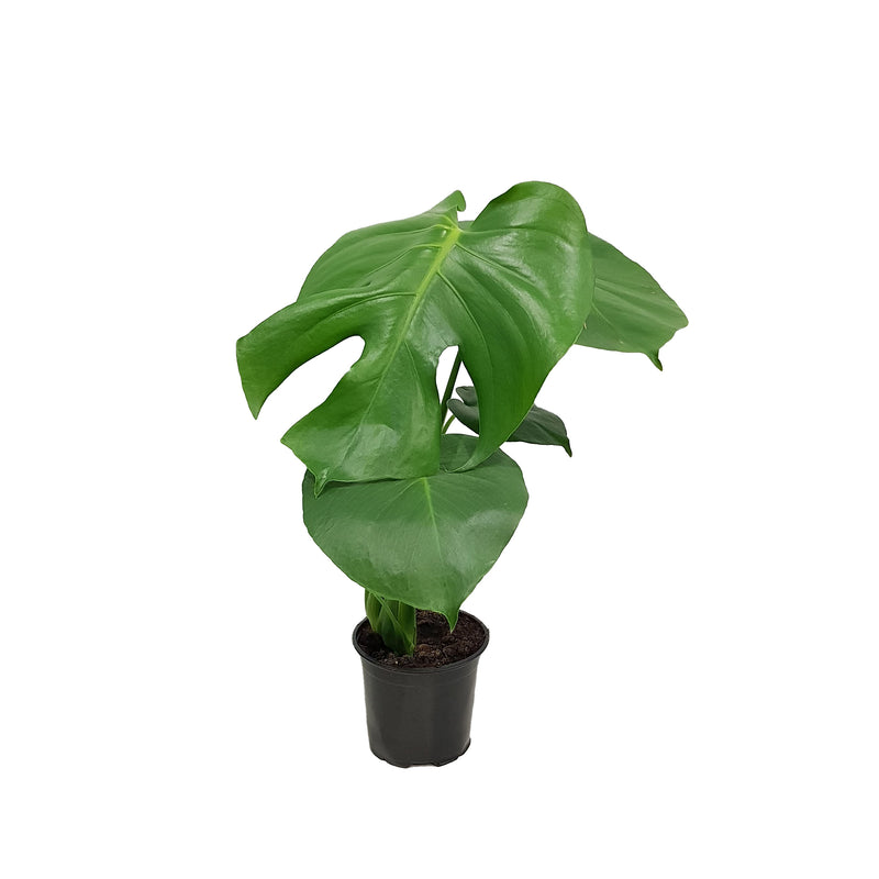 Monstera Deliciosa - 120mm