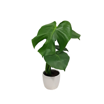 Monstera Deliciosa - 120mm
