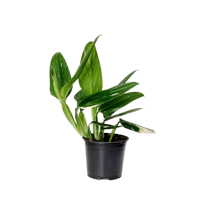 Monstera Standleyana Variegated - 120mm
