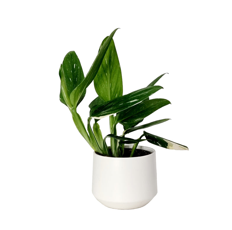 Monstera Standleyana Variegated - 120mm