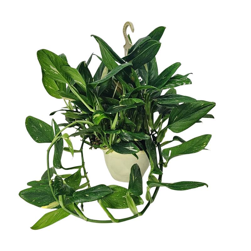 Monstera Standleyana Variegated - Large