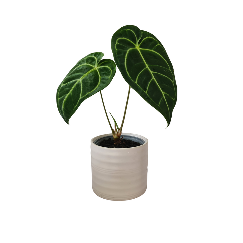 Anthurium Regale - 120mm