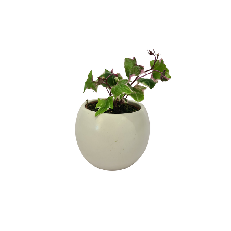 Natal Ivy - 70mm