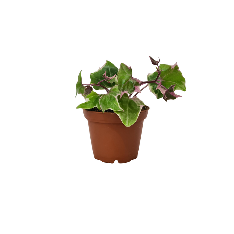 Natal Ivy - 70mm