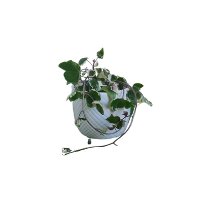 Natal Ivy - 90mm
