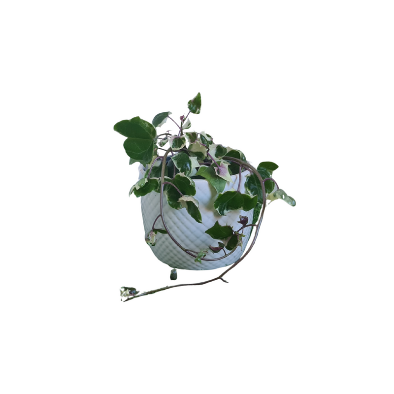 Natal Ivy - 90mm