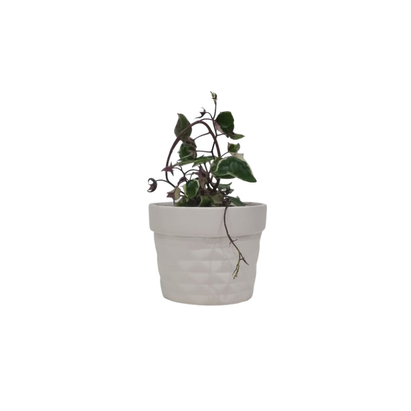 Natal Ivy - 90mm