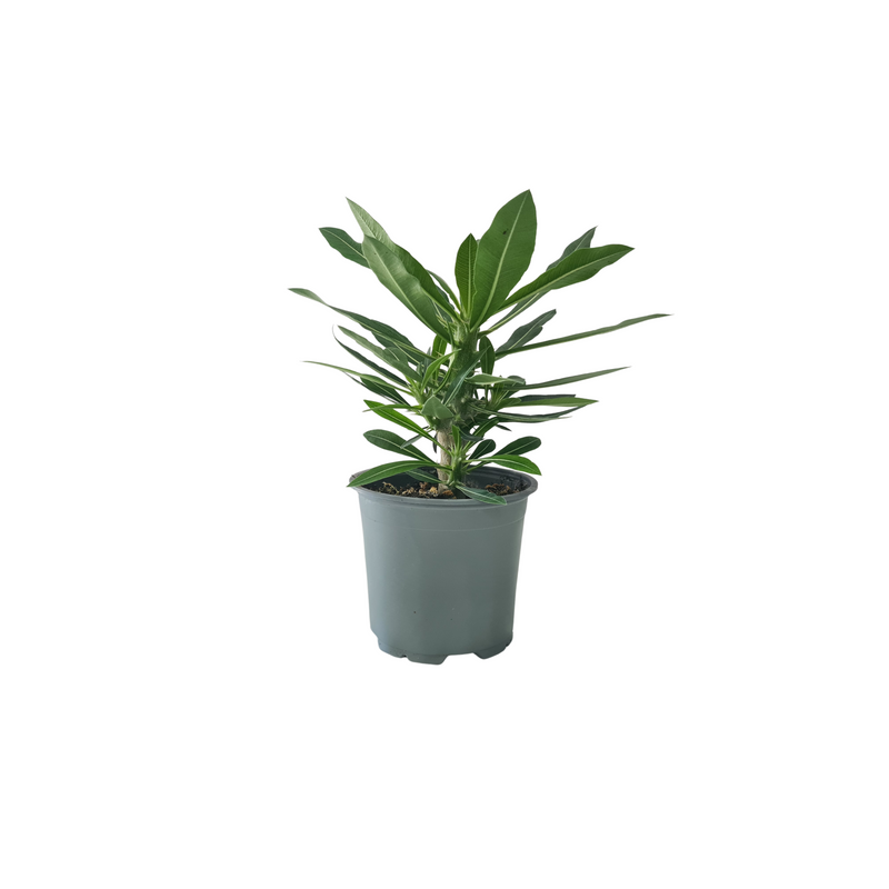 Palm - Madagascar - 120mm