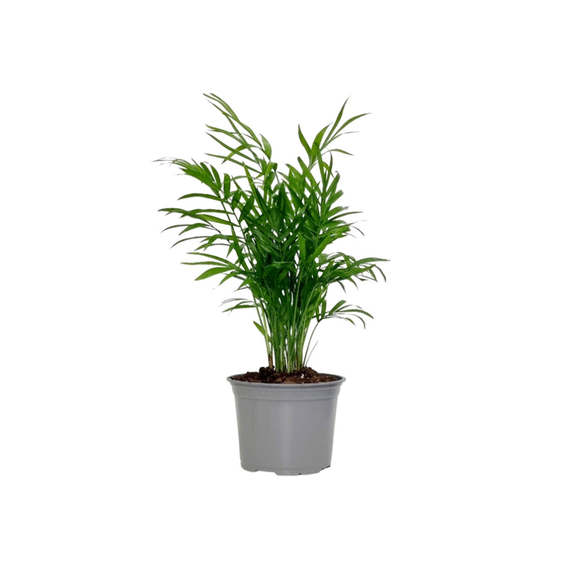 Palm Parlour - 120mm