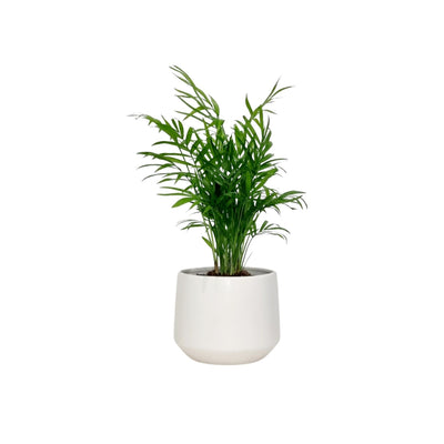 Palm Parlour - 120mm