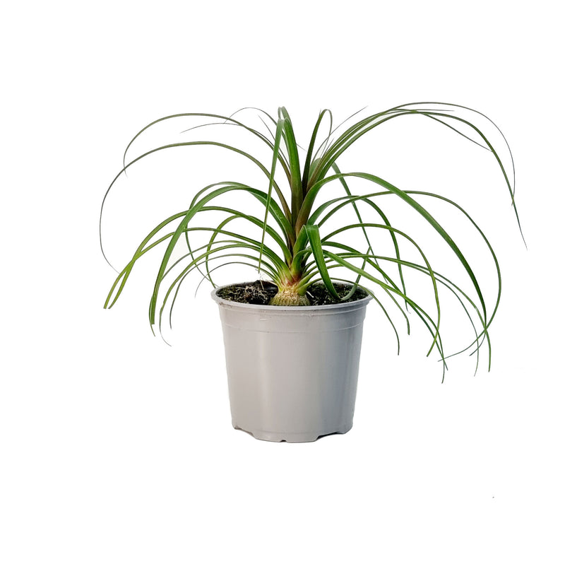 Palm Ponytail - 120mm