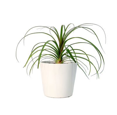 Palm Ponytail - 120mm