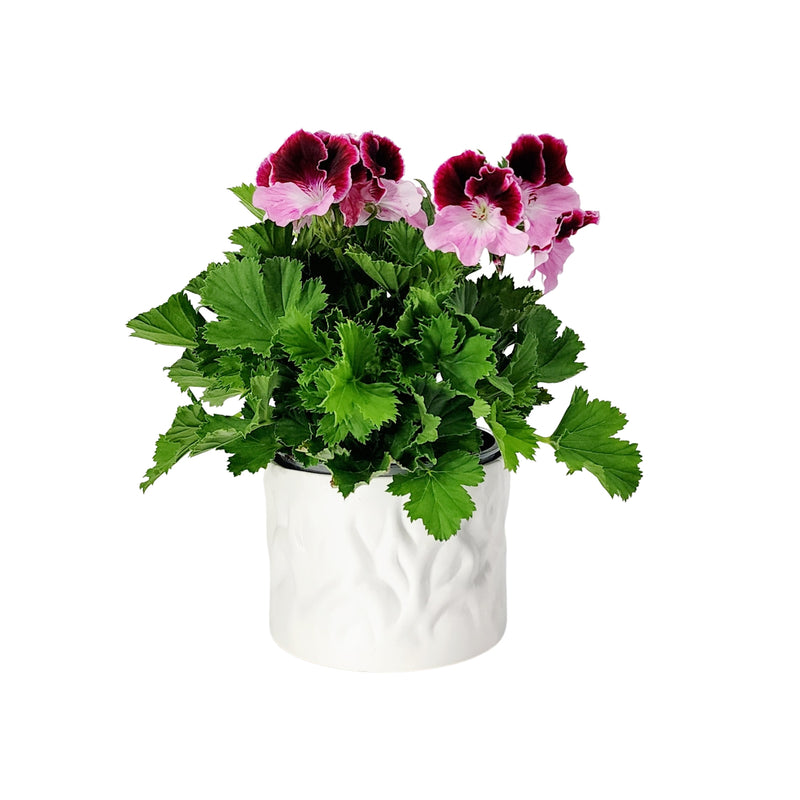 Pelargonium Regal - 150mm