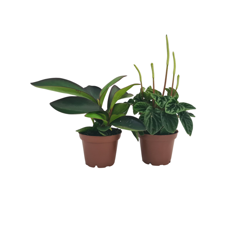 Peperomia - 70mm