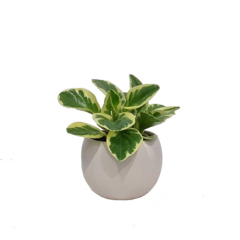 Peperomia - 90mm